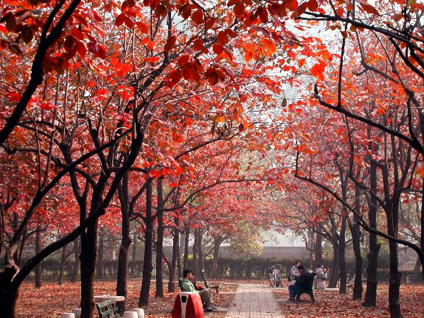 베이징어언대학(北京語言大學, 북경어언대학교)