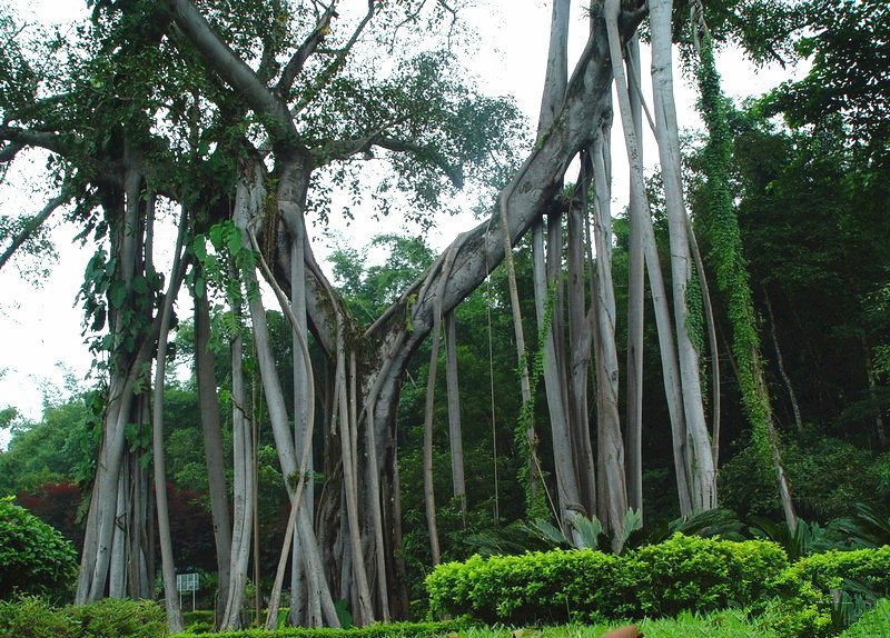 시솽반나(西雙版納)의 필수 여행코스 '열대식물원(熱帶植物園)'