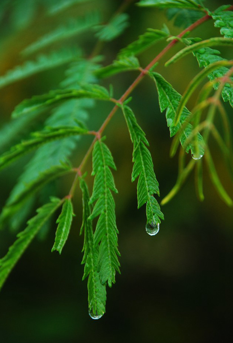 청명절(淸明節)