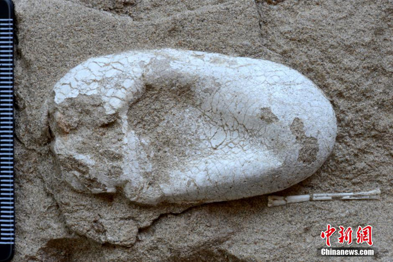 신장서 첫 입체 보존 익룡알 및 대량 익룡 화석 발견