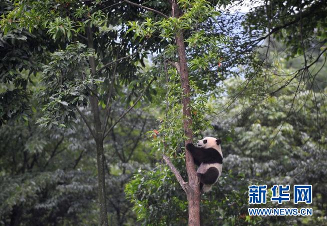 팬더들의 낙원 ‘팬더 유치원’에 놀러 가볼까?