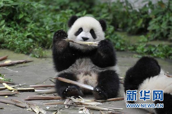 팬더들의 낙원 ‘팬더 유치원’에 놀러 가볼까?