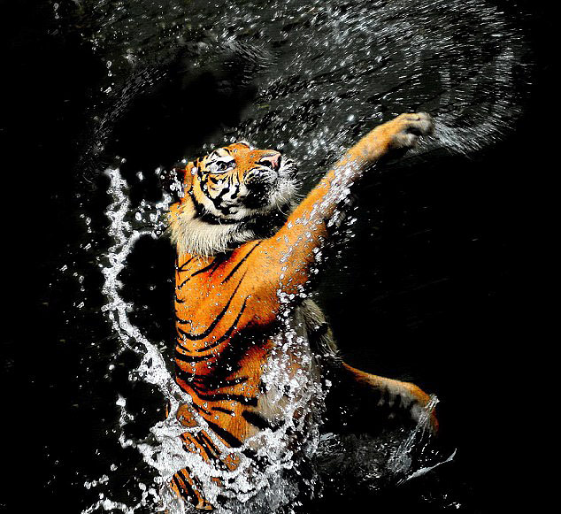 인도네시아 동물원 호랑이의 신나는 물놀이 피서법 공개