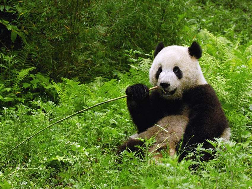쓰촨 자이언트 팬더 서식지