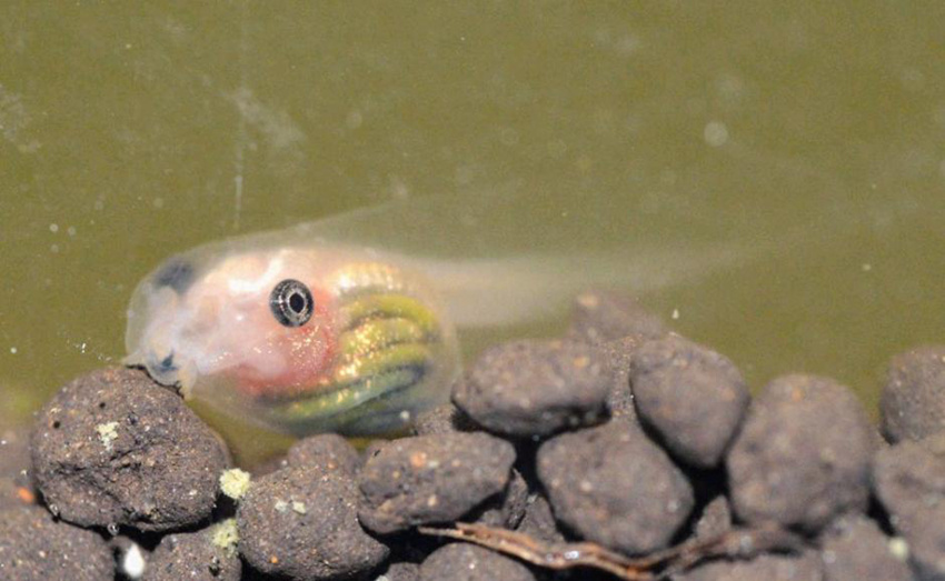 일본의 투명 올챙이 개구리로 성장, 여전히 내장 보여