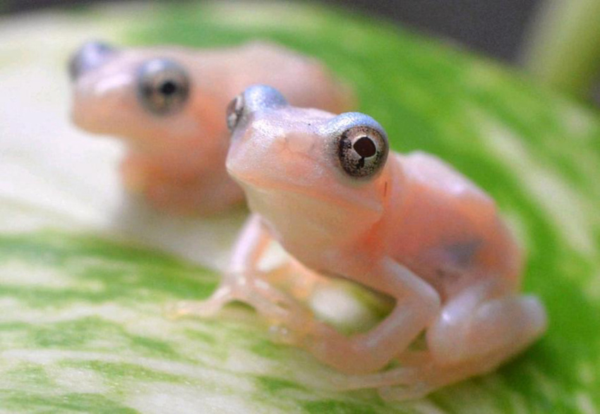 일본의 투명 올챙이 개구리로 성장, 여전히 내장 보여