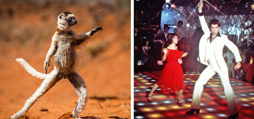 마다가스카르의 춤 추며 걷는 여우원숭이, 폭소 자아내