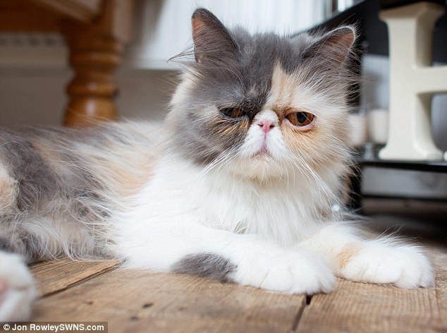 영국 ‘Grumpy Cat’, 동정심 자극하는 슬픈 얼굴로 인기 폭발
