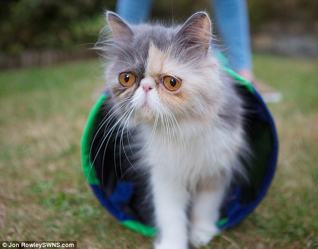 영국 ‘Grumpy Cat’, 동정심 자극하는 슬픈 얼굴로 인기 폭발