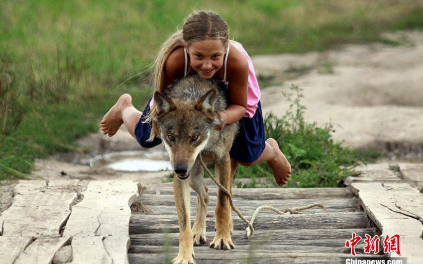 별난 러시아 가족…10살 여자아이 ‘늑대’ 타고 달려