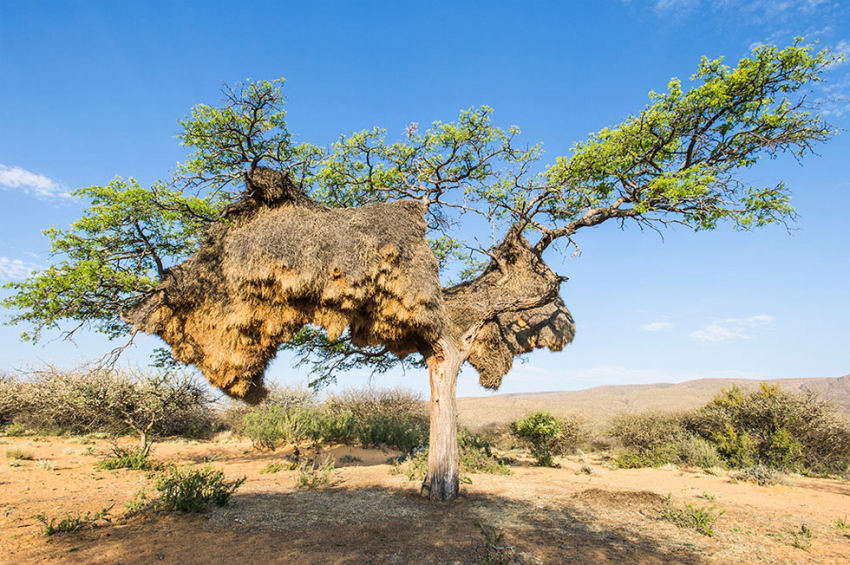 세계 최대 규모 2톤 무게 새 둥지…나무 또한 쓰러져