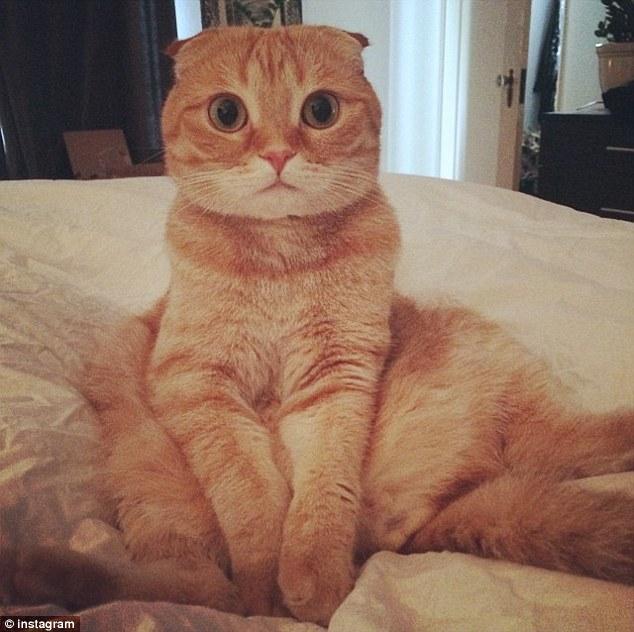 美, ‘가부좌’자세 고양이 인터넷에서 인기 급상승