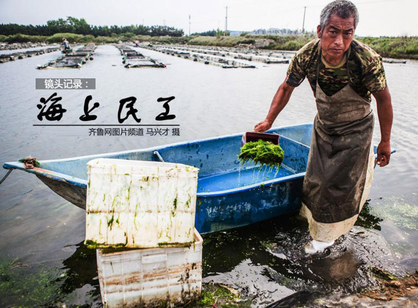 산둥 옌타이 ‘해상 농민공’의 바쁜 하루