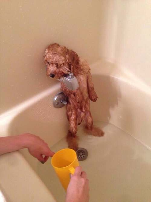 강아지 목욕 자세 ‘폭소 만발’