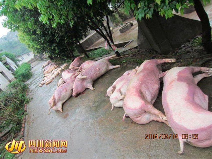 쓰촨성 다저우 폭우 피해 심각…5천 마리 돼지 뿔뿔이 흩어져
