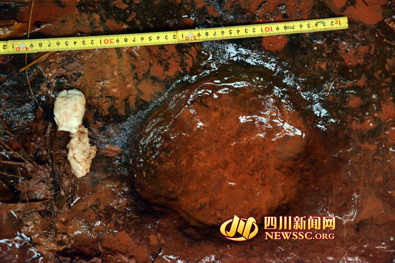 쓰촨서 백악기 조각류 공룡 발자국 화석 발견