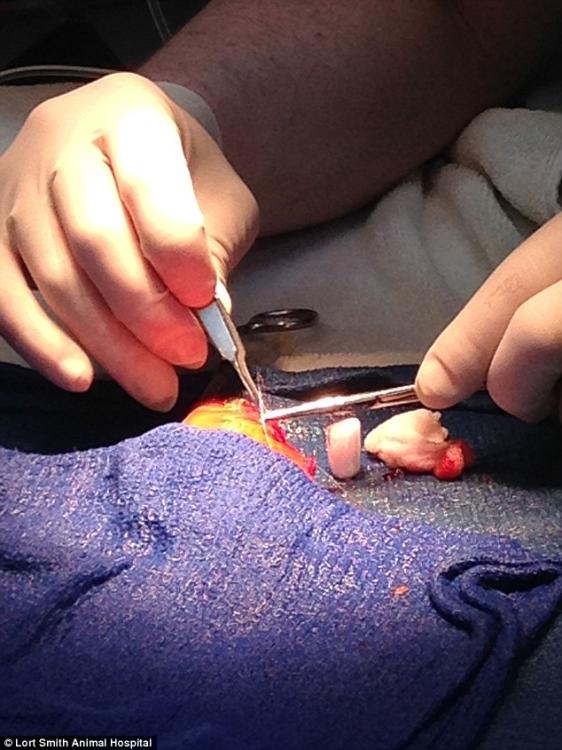 호주 동물병원서 뇌종양 수술 받는 10살 금붕어 화제