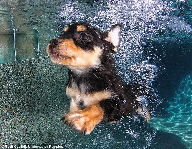 애완동물 수중 사진 감상 ‘귀여워요!’  