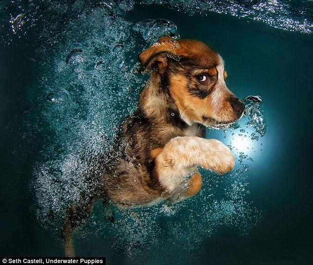 애완동물 수중 사진 감상 ‘귀여워요!’  