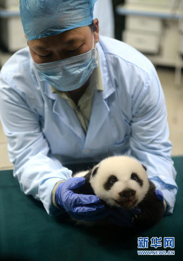 세계 최초로 모두 살아남은 세쌍둥이 판다, 세상 구경 시작