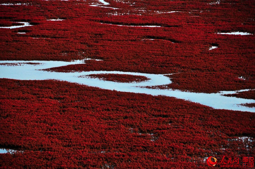 랴오닝의 ‘붉은 바다’ 훙하이탄, 감탄이 절로 나와 