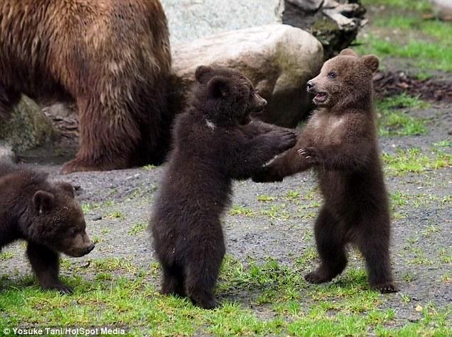 아기곰 들의 ‘곰발바닥 공격’, 사람들 반응 “귀여워”
