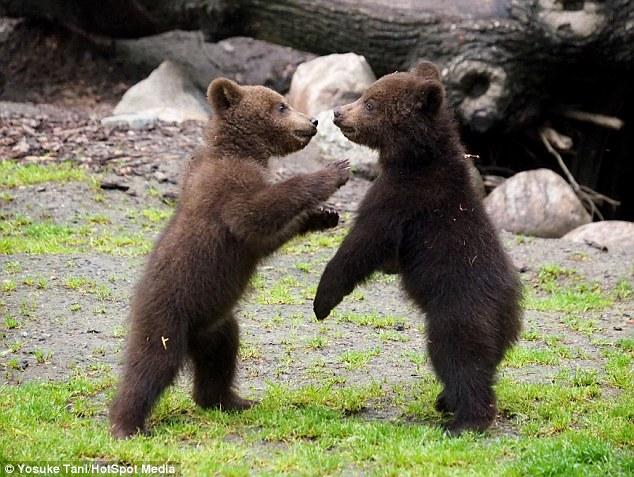 아기곰 들의 ‘곰발바닥 공격’, 사람들 반응 “귀여워”
