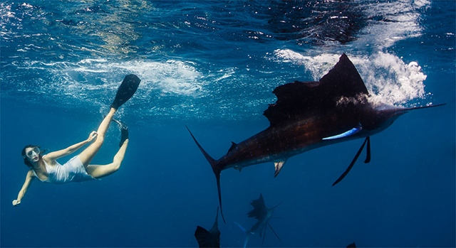 ‘미녀와 대어’…환상적 해저 광경 담긴 사진 작품들