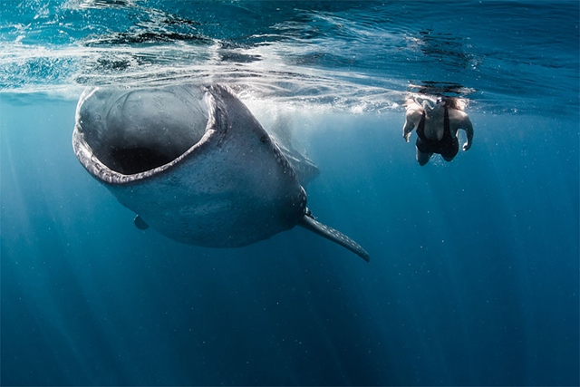 ‘미녀와 대어’…환상적 해저 광경 담긴 사진 작품들