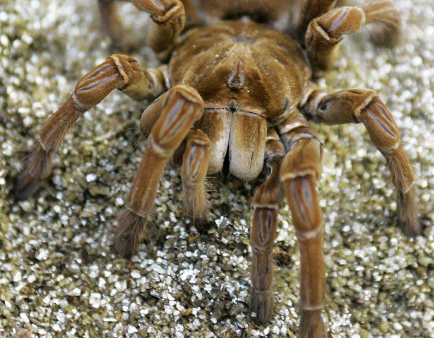 美 과학자 세계 최대 거미 목격, 강아지만큼 무게 나가 
