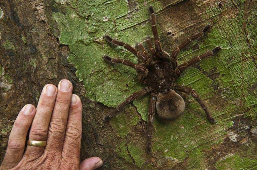 美 과학자 세계 최대 거미 목격, 강아지만큼 무게 나가 