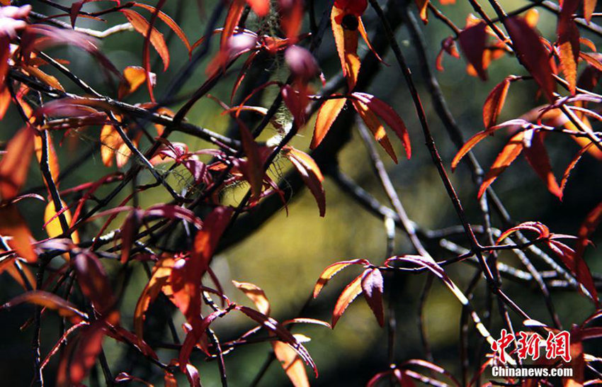 쓰촨 훙위안, 가을 맞아 오색향연 펼쳐져