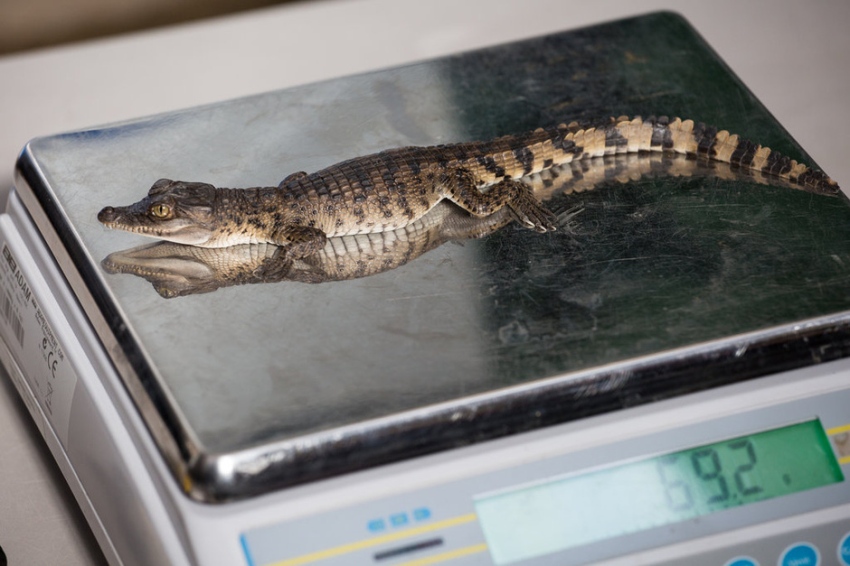런던 동물원 동물 신체검사…갖가지 모습 연출
