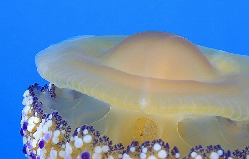 영국 사진작가가 지중해서 발견한 희귀한 해파리 사진