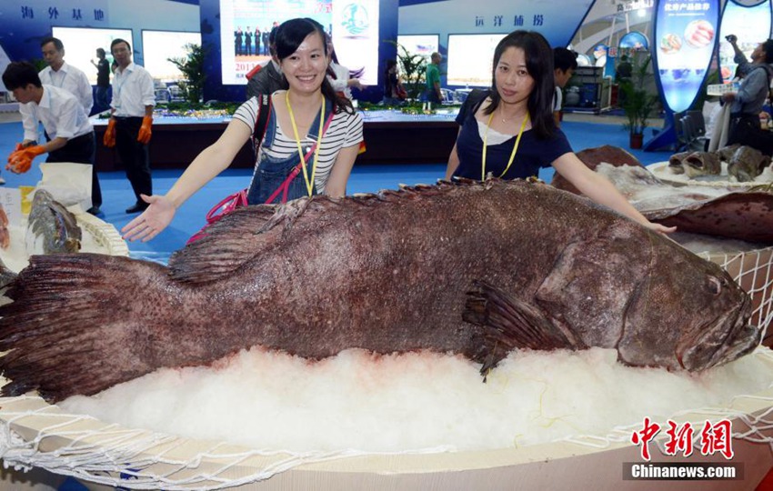 푸저우 국제어업박람회에 전시된 거대 우럭바리 