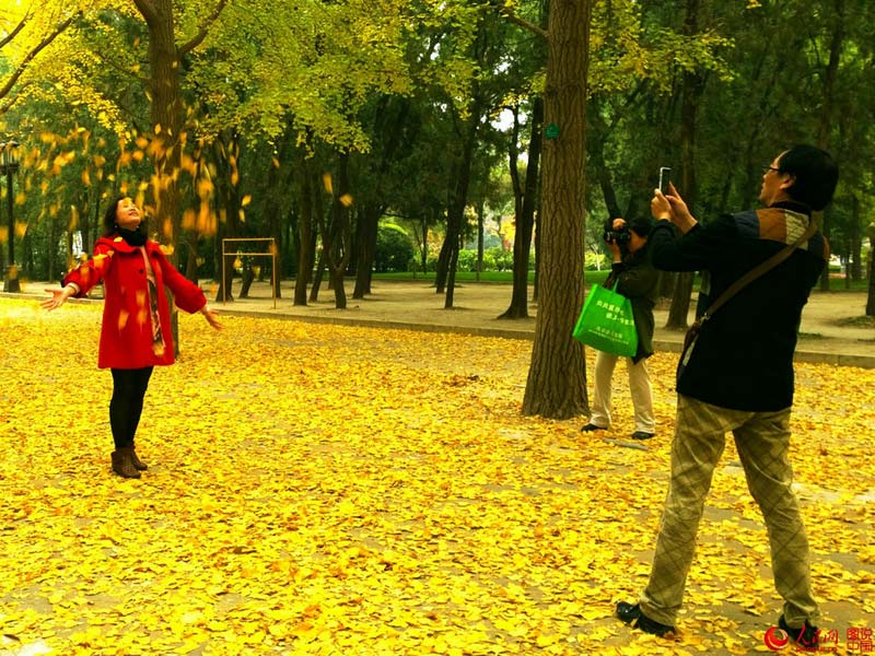 가을의 정취가 가득한 디탄공원 은행나무길
