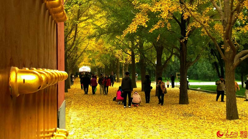 가을의 정취가 가득한 디탄공원 은행나무길