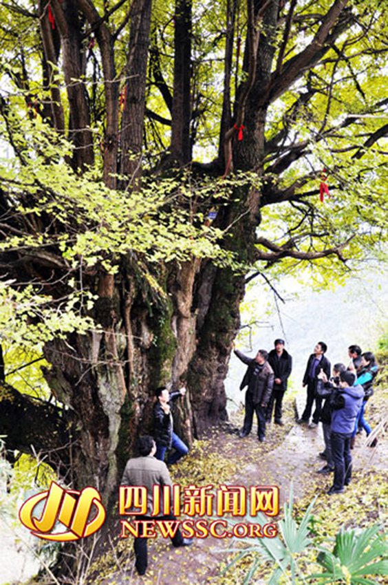 쓰촨의 수령 2200세의 은행나무, 둘레가 무려 15m 