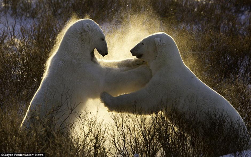 북극곰 ‘레슬링’, 적에 대비한 싸움기술 연마