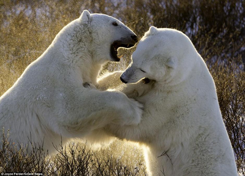 북극곰 ‘레슬링’, 적에 대비한 싸움기술 연마