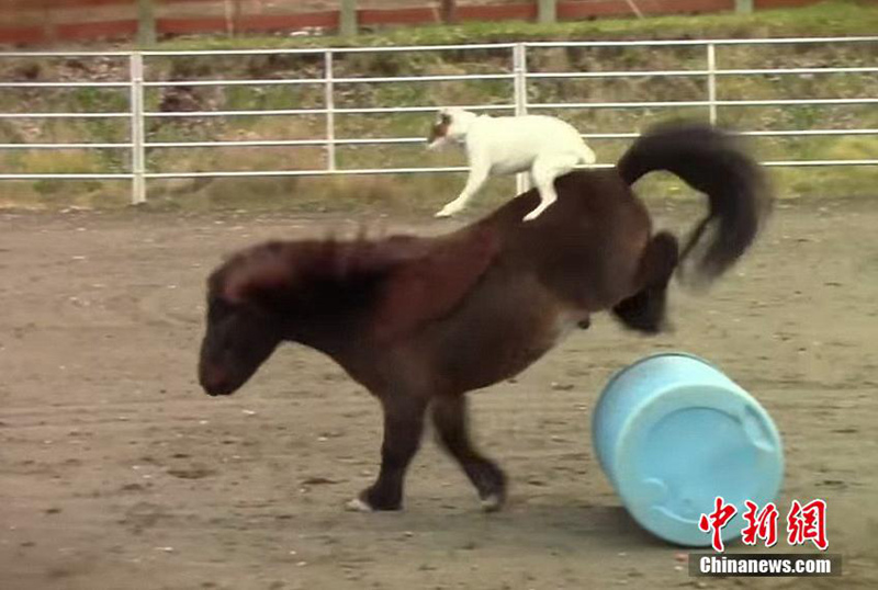 미(美) 전역 휩쓴 미니말과 강아지의 환상적인 콤비