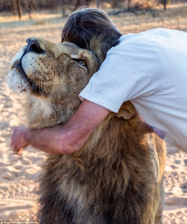 아프리카의 사자 사육사, 아빠처럼 11년 간 돌봐