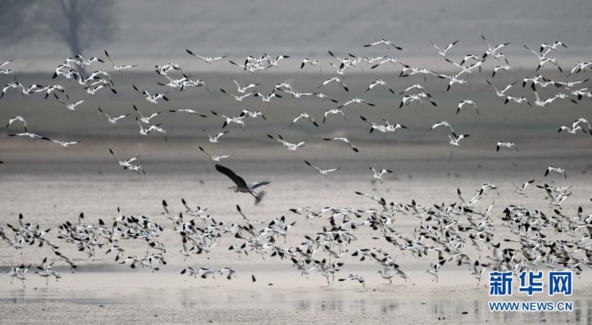 둥팅호에 날아든 10여 만 마리 새들, 장관 이루다!