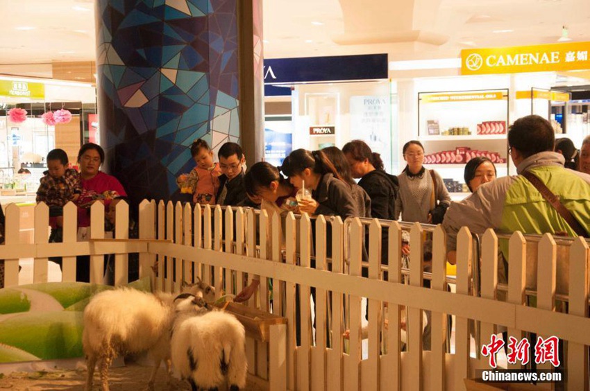 광시 쇼핑센터의 고객 유치법, 로비에 동물농장 설치