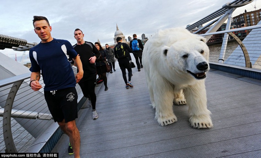 영국의 길거리에 출몰한 북극곰, 도대체 무슨 일이?