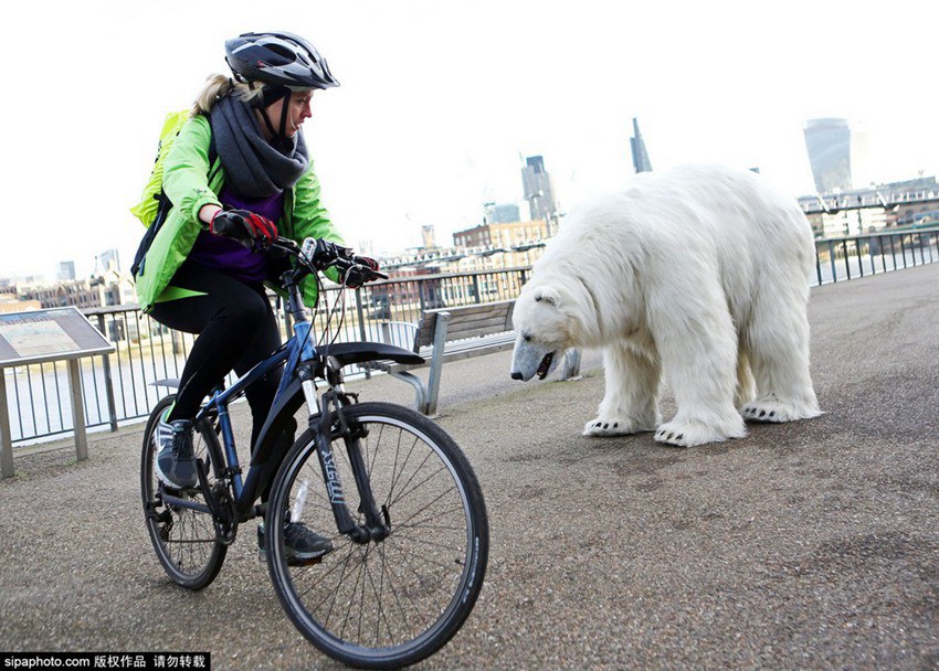영국의 길거리에 출몰한 북극곰, 도대체 무슨 일이?