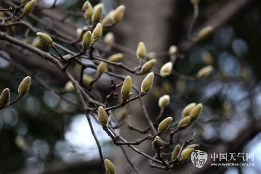 꽃내음 가득한 2월의 구이저우, 봄이 온다