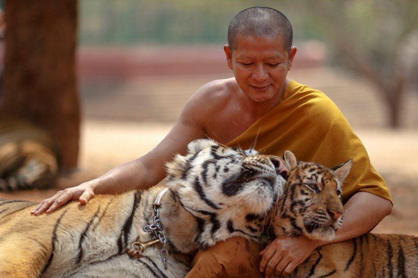 태국 승려와 140마리 호랑이의 ‘동거’