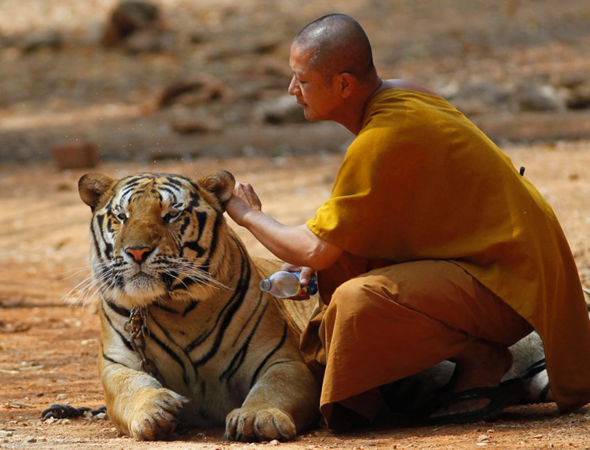태국 승려와 140마리 호랑이의 ‘동거’