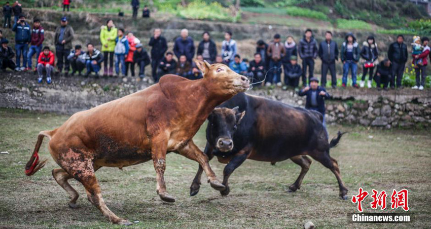 구이저우 스빙 민속문화 축제를 통한 묘족 전통 엿보기